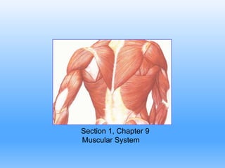 Section 1, Chapter 9
Muscular System

 