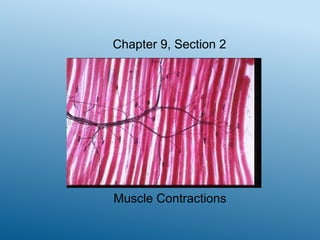 Chapter 9, Section 2

Muscle Contractions

 