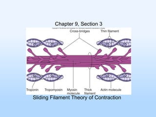 Chapter 9, Section 3

Sliding Filament Theory of Contraction

 