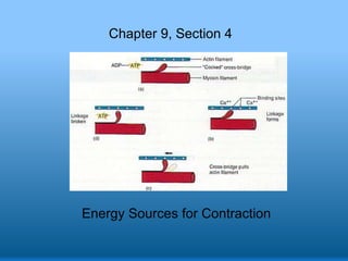 Chapter 9, Section 4

Energy Sources for Contraction

 