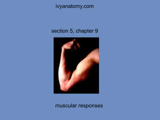 ivyanatomy.com

section 5, chapter 9

muscular responses

 