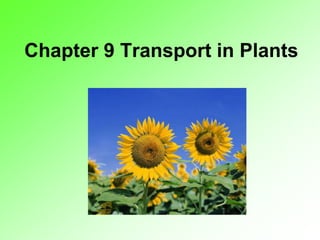 Chapter 9 Transport in Plants
 