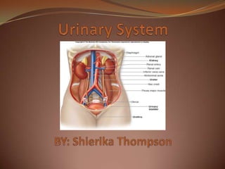 Urinary SystemBY: Shierika Thompson 