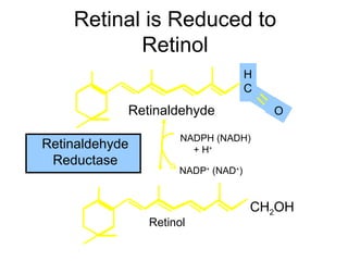 Retinal is Reduced to
           Retinol
                                    H
                                    C
            Retinaldehyde               O

                      NADPH (NADH)
Retinaldehyde           + H+
 Reductase
                     NADP+ (NAD+)


                                    CH2OH
                Retinol
 