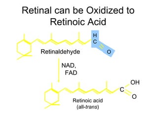 Retinal can be Oxidized to
      Retinoic Acid
                      H
                      C
    Retinaldehyde             O

          NAD,
           FAD
                                      OH
                                  C
                                      O
              Retinoic acid
               (all-trans)
 