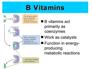 B Vitamins
   s B vitamins act
     primarily as
     coenzymes
   s Work as catalysts
   s Function in energy-
     producing
     metabolic reactions
 