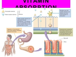 VITAMIN
ABSORPTION
 