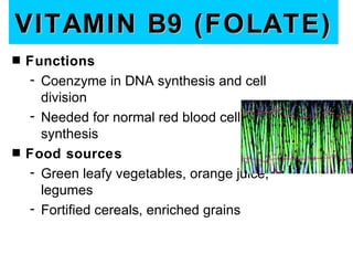 VITAMIN B9 (FOLATE)
s   Functions
    - Coenzyme in DNA synthesis and cell
      division
    - Needed for normal red blood cell
      synthesis
s   Food sources
    - Green leafy vegetables, orange juice,
      legumes
    - Fortified cereals, enriched grains
 