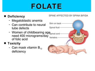 FOLATE
s   Deficiency
     - Megaloblastic anemia
     - Can contribute to neural
       tube defects
     - Women of childbearing age
       need 400 micrograms/day
       of folic acid
s   Toxicity
     - Can mask vitamin B12
       deficiency
 