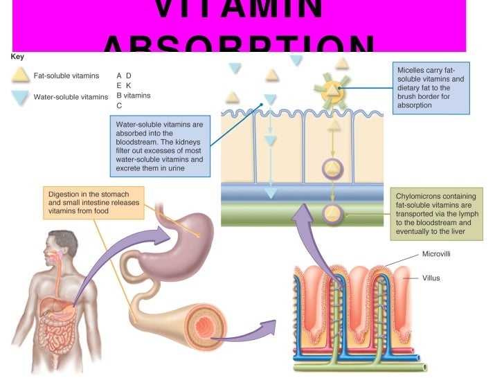 Chapter 9 vitamins and chapter 10 minerals
