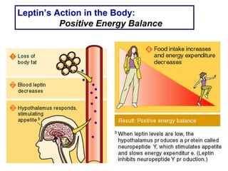 Leptin’s Action in the Body: Positive Energy Balance 