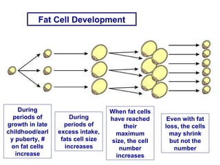 Fat Cell Development During periods of growth in late childhood/early puberty, # on fat cells increase During periods of excess intake, fats cell size increases When fat cells have reached their maximum size, the cell number increases Even with fat loss, the cells may shrink but not the number 