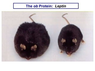 The  ob  Protein:  Leptin 