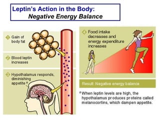 Leptin’s Action in the Body: Negative Energy Balance 