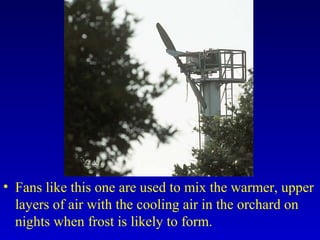 • Fans like this one are used to mix the warmer, upper
layers of air with the cooling air in the orchard on
nights when frost is likely to form.
 