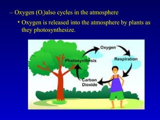 – Oxygen (O2)also cycles in the atmosphere
• Oxygen is released into the atmosphere by plants as
they photosynthesize.
 