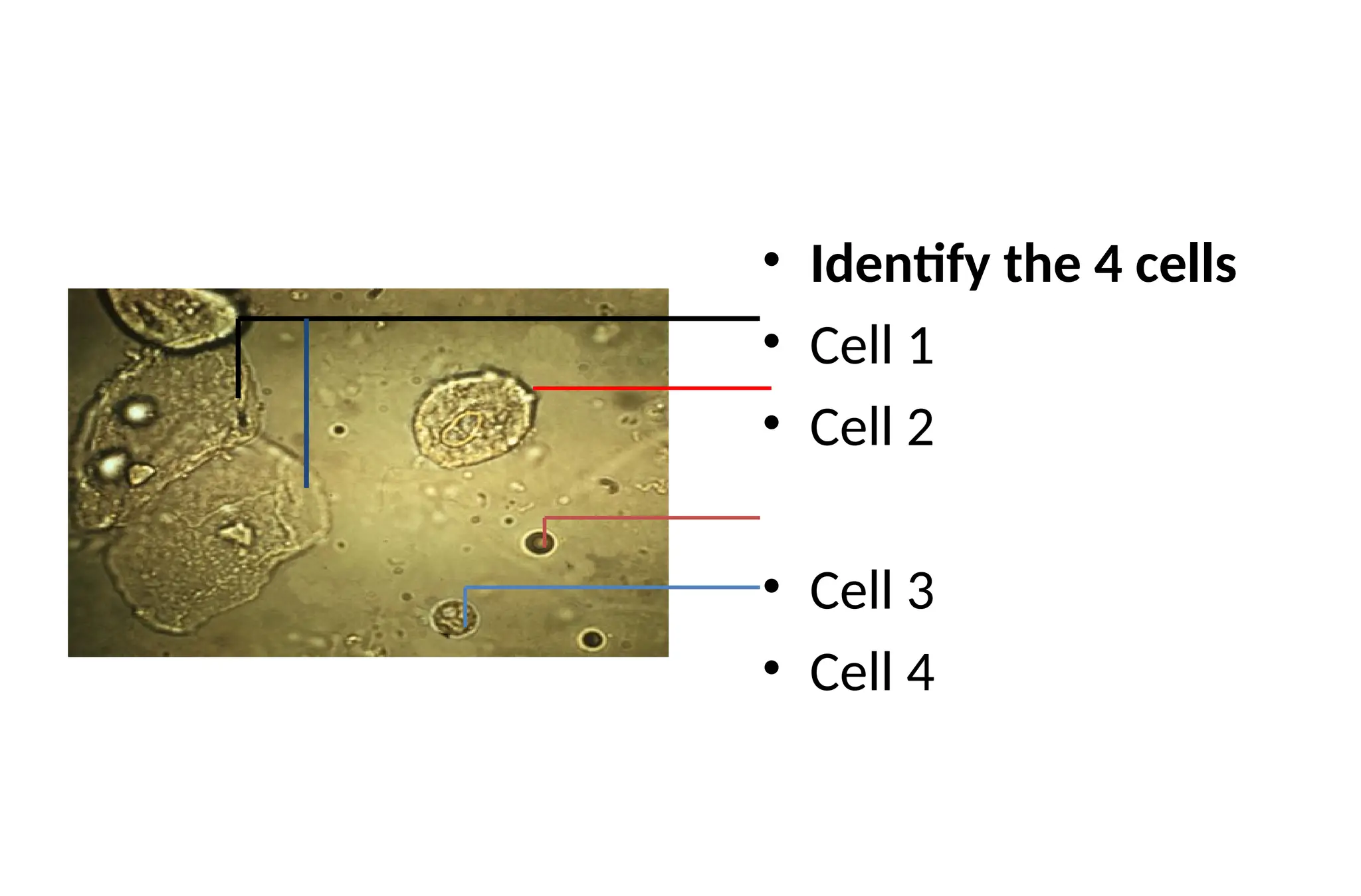• Identify the 4 cells
• Cell 1
• Cell 2
• Cell 3
• Cell 4
 