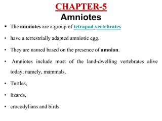 CHAPTER-5
Amniotes
 The amniotes are a group of tetrapod vertebrates
• have a terrestrially adapted amniotic egg.
• They are named based on the presence of amnion.
• Amniotes include most of the land-dwelling vertebrates alive
today, namely, mammals,
• Turtles,
• lizards,
• crocodylians and birds.
 