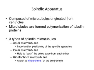 Spindle Apparatus
• Composed of microtubules originated from
centrioles
• Microtubules are formed polymerization of tubulin
proteins
• 3 types of spindle microtubules
– Aster microtubules
• Important for positioning of the spindle apparatus
– Polar microtubules
• Help to “push” the poles away from each other
– Kinetochore microtubules
• Attach to kinetochore , at the centromere
 