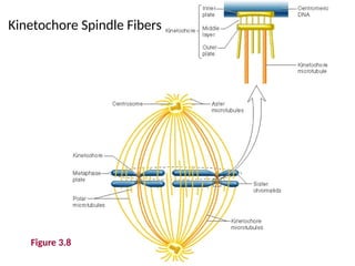 Figure 3.8
Kinetochore Spindle Fibers
 