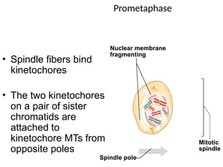 Prometaphase
• Spindle fibers bind
kinetochores
• The two kinetochores
on a pair of sister
chromatids are
attached to
kinetochore MTs from
opposite poles
Nuclear membrane
fragmenting
Spindle pole
Mitotic
spindle
 