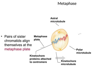 Metaphase
• Pairs of sister
chromatids align
themselves at the
metaphase plate Polar
microtubule
Kinetochore
proteins attached
to centromere Kinetochore
microtubule
Astral
microtubule
Metaphase
plate
 