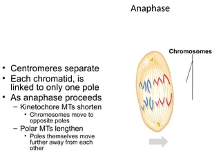 Anaphase
• Centromeres separate
• Each chromatid, is
linked to only one pole
• As anaphase proceeds
– Kinetochore MTs shorten
• Chromosomes move to
opposite poles
– Polar MTs lengthen
• Poles themselves move
further away from each
other
Chromosomes
 