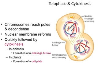 Telophase & Cytokinesis
• Chromosomes reach poles
& decondense
• Nuclear membrane reforms
• Quickly followed by
cytokinesis
– In animals
• Formation of a cleavage furrow
– In plants
• Formation of a cell plate
 