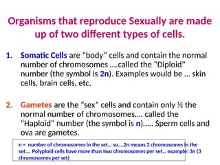 Organisms that reproduce Sexually are made
up of two different types of cells.
1. Somatic Cells are “body” cells and contain the normal
number of chromosomes ….called the “Diploid”
number (the symbol is 2n). Examples would be … skin
cells, brain cells, etc.
2. Gametes are the “sex” cells and contain only ½ the
normal number of chromosomes…. called the
“Haploid” number (the symbol is n)….. Sperm cells and
ova are gametes.
n = number of chromosomes in the set… so….2n means 2 chromosomes in the
set…. Polyploid cells have more than two chromosomes per set… example: 3n (3
chromosomes per set)
 
