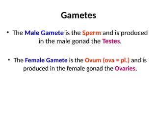 Gametes
• The Male Gamete is the Sperm and is produced
in the male gonad the Testes.
• The Female Gamete is the Ovum (ova = pl.) and is
produced in the female gonad the Ovaries.
 