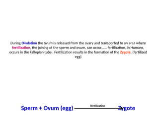 During Ovulation the ovum is released from the ovary and transported to an area where
fertilization, the joining of the sperm and ovum, can occur…… fertilization, in Humans,
occurs in the Fallopian tube. Fertilization results in the formation of the Zygote. (fertilized
egg)
Sperm + Ovum (egg) Zygote
fertilization
 