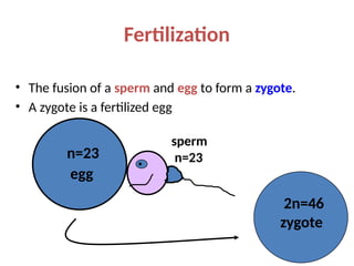 Fertilization
• The fusion of a sperm and egg to form a zygote.
• A zygote is a fertilized egg
n=23
egg
sperm
n=23
2n=46
zygote
 