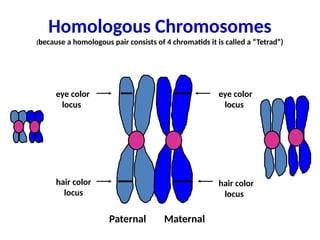 Homologous Chromosomes
(because a homologous pair consists of 4 chromatids it is called a “Tetrad”)
Paternal Maternal
eye color
locus
eye color
locus
hair color
locus
hair color
locus
 