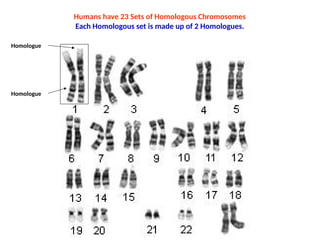 Humans have 23 Sets of Homologous Chromosomes
Each Homologous set is made up of 2 Homologues.
Homologue
Homologue
 