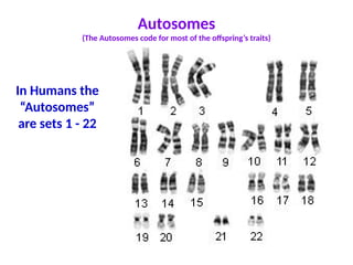 Autosomes
(The Autosomes code for most of the offspring’s traits)
In Humans the
“Autosomes”
are sets 1 - 22
 