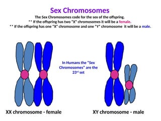 Sex Chromosomes
The Sex Chromosomes code for the sex of the offspring.
** If the offspring has two “X” chromosomes it will be a female.
** If the offspring has one “X” chromosome and one “Y” chromosome it will be a male.
XX chromosome - female XY chromosome - male
In Humans the “Sex
Chromosomes” are the
23rd
set
 