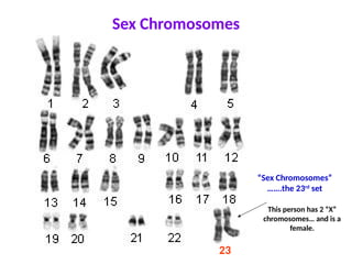 Sex Chromosomes
“Sex Chromosomes”
…….the 23rd
set
23
This person has 2 “X”
chromosomes… and is a
female.
 