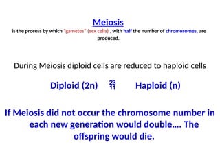 Meiosis
is the process by which ”gametes” (sex cells) , with half the number of chromosomes, are
produced.
During Meiosis diploid cells are reduced to haploid cells
Diploid (2n)  Haploid (n)
If Meiosis did not occur the chromosome number in
each new generation would double…. The
offspring would die.
 