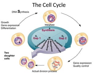 The Cell Cycle
G1 G2
S
Two
daughter
cells
M
Cytokinesis
T
e
l
o
p
h
a
s
e
A
n
a
p
h
a
s
e
M
e
t
a
p
h
a
s
e
P
r
o
m
e
t
a
p
h
a
s
e
Prophase
Mitosis
Interphase
Gap 1 Gap 2
Synthesis
Growth
Gene expression
Differentiation
DNA Synthesis
Gene expression
Quality control
Actual division process
 