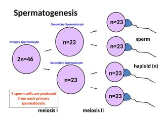 Spermatogenesis
2n=46
human
sex cell
diploid (2n)
n=23
n=23
meiosis I
n=23
n=23
n=23
n=23
sperm
haploid (n)
meiosis II
4 sperm cells are produced
from each primary
spermatocyte.
Primary Spermatocyte
Secondary Spermatocyte
Secondary Spermatocyte
 