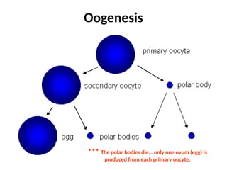 Oogenesis
*** The polar bodies die… only one ovum (egg) is
produced from each primary oocyte.
 