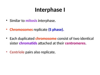 Interphase I
• Similar to mitosis interphase.
• Chromosomes replicate (S phase).
• Each duplicated chromosome consist of two identical
sister chromatids attached at their centromeres.
• Centriole pairs also replicate.
 
