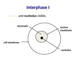 Interphase I
• Nucleus and nucleolus visible.
nuclear
membrane
nucleolus
cell membrane
chromatin
 