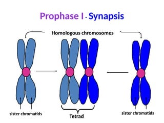 Prophase I - Synapsis
Homologous chromosomes
sister chromatids sister chromatids
Tetrad
 