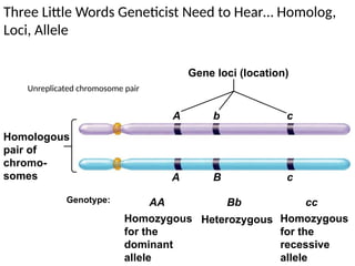 Three Little Words Geneticist Need to Hear… Homolog,
Loci, Allele
Homologous
pair of
chromo-
somes
Gene loci (location)
A b c
A B c
AA Bb cc
Genotype:
Homozygous
for the
dominant
allele
Heterozygous Homozygous
for the
recessive
allele
Unreplicated chromosome pair
 