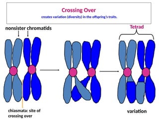 Crossing Over
creates variation (diversity) in the offspring’s traits.
nonsister chromatids
chiasmata: site of
crossing over
variation
Tetrad
 