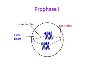 Prophase I
centrioles
spindle fiber
aster
fibers
 