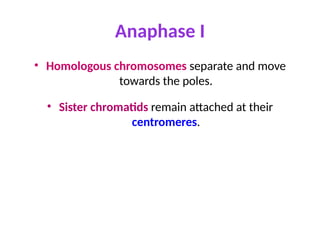 Anaphase I
• Homologous chromosomes separate and move
towards the poles.
• Sister chromatids remain attached at their
centromeres.
 