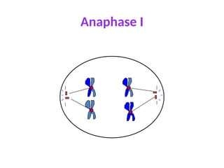 Anaphase I
 