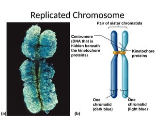 Replicated Chromosome
Pair of sister chromatids
Kinetochore
proteins
Centromere
(DNA that is
hidden beneath
the kinetochore
proteins)
One
chromatid
(dark blue)
One
chromatid
(light blue)
(b)
(a)
 
